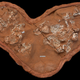 A clutch of fossilized Protoceratops eggs and embryos.